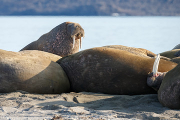 Walrus and walruses on ice or land at Spitsbergen
