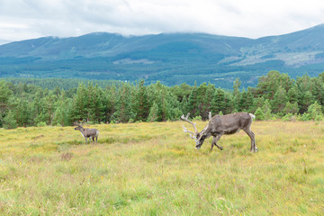 The Cairngorm Reindeer Herd is free-ranging herd of reindeer in the Cairngorm mountains in Scotland.