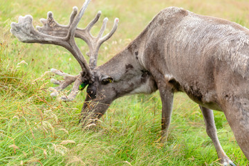 The Cairngorm Reindeer Herd is free-ranging herd of reindeer in the Cairngorm mountains in Scotland.