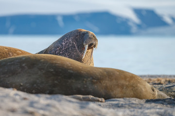 Walrus and walruses on ice or land at Spitsbergen