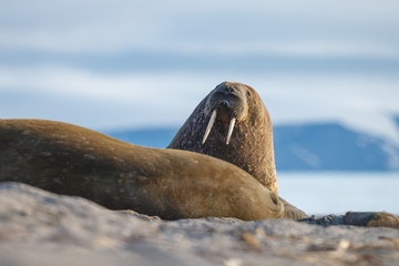 Walrus and walruses on ice or land at Spitsbergen