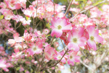 満開のハナミズキ