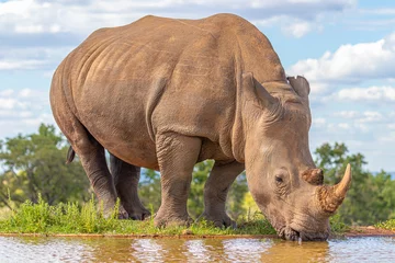 Foto op Aluminium Portrait of a white rhinoceros (Ceratotherium simum) drinking water, Welgevonden Game Reserve, South Africa. © Gunter