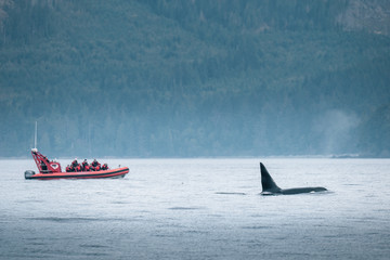 Killer Whale Watching in Vancouver Island, British Columbia, Canada