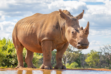 Portrait of a white rhinoceros (Ceratotherium simum) drinking water, Welgevonden Game Reserve, South Africa.