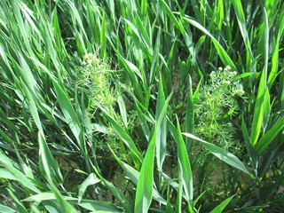 畑地雑草　カモミール（カミツレ）（植物）