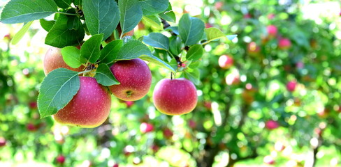 Äpfel - Apfelbäume - Apfelwiese kurz vor der Apfelernte 