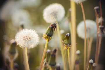 Fluffy fragile dandelion heads, dotted with seeds, on long stems grow next to the already withered flowers. Cycle of life.