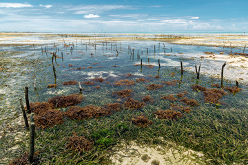 Algae cultivation in Zanzibar