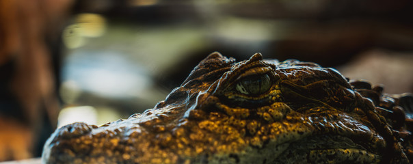 Krokodyl, crocodil  © Dreamnordno