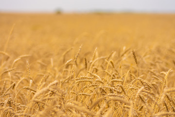 ears of wheat swaying in wind on summer meadow at sunny day