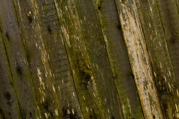 Obraz premium Old green texture fence. Background