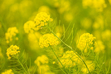Fototapeta premium beautiful yellow flowers in meadow on bright sunny day