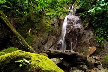 Fototapeta premium Wild Darien jungle near Colombia and Panama border. Central America. 