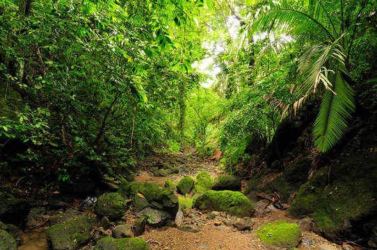 Wild Darien jungle near Colombia and Panama border. Central America. 