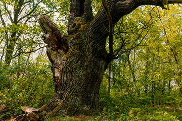 Uralter Baumriese in grünem Wald (Spreewald)
