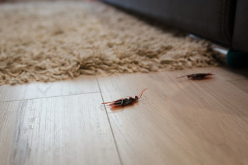 Dead cockroaches in an apartment house on the background of the sofa. Inside high-rise buildings. Fight with cockroaches in the apartment. Extermination.