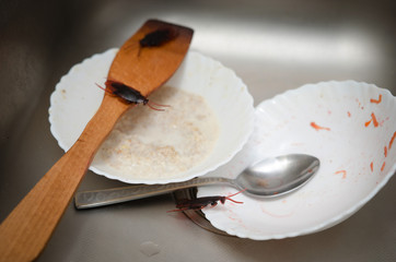 cockroaches on dirty dishes in the kitchen. Poor hygiene