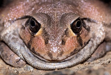 closeup of a frog