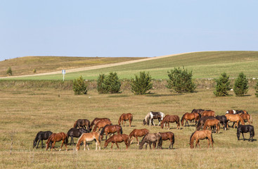 Horses and foals grazing on the edge of the forest.