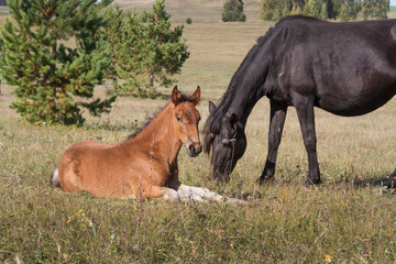 Naklejka na ściany i meble Horses and foals grazing on the edge of the forest.