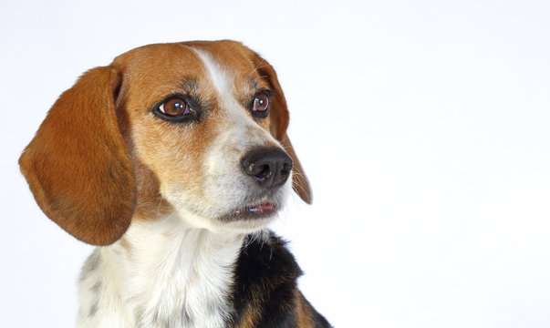 Chien beagle tricolore elisabeth  de 3/4 isolé fond blanc regard franc et museau tendu expressive oreilles pointées en avant à l'arrêt