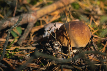 Close up of boletus on wild forest background with grass, moss and sticks. The most tasty mushroom in polish forest.
