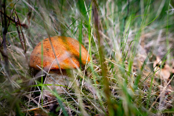 Close up of a orange mushroom on wild forest background with grass, moss and sticks. 