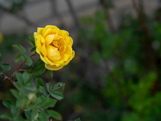 Beautiful decorative Bush of yellow roses        Bush of yellow roses closeup