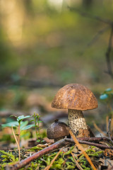 Close up of a couple brown mushrooms on wild forest background with grass, moss and sticks. 