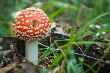 Close up of a red mushroom on wild forest background with grass, moss and sticks. 