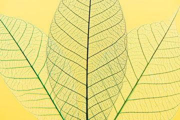 Macro skeletonized leaves on a yellow background photographed in the light. Top view decorative abstraction.