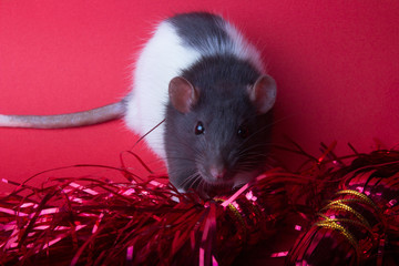 rat on a red background next to New Year's red ribbons