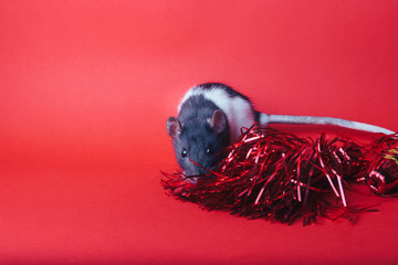 rat on a red background next to New Year's red ribbons