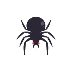 creepy spider animal on white background