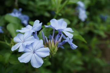 Blue plumbago flower in garden 
