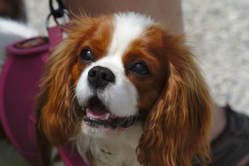 Closeup portrait of a cavalier king charles spaniel dog