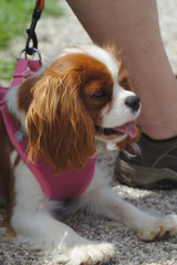 Closeup portrait of a cavalier king charles spaniel dog