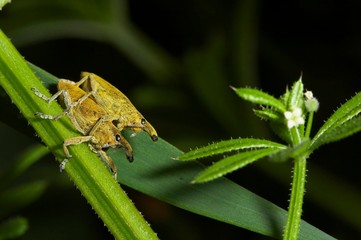 insectos fazem sexo sobre folha