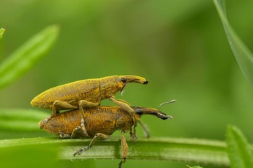insectos fazem sexo sobre folha