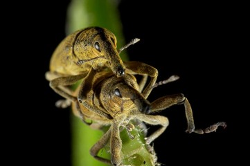 insectos fazem sexo sobre folha
