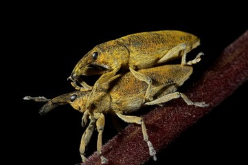 insectos fazem sexo sobre folha