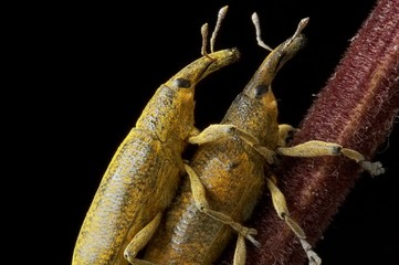 insectos fazem sexo sobre folha