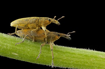 insectos fazem sexo sobre folha