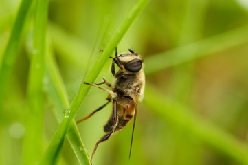 Macro de insecto sobre folha