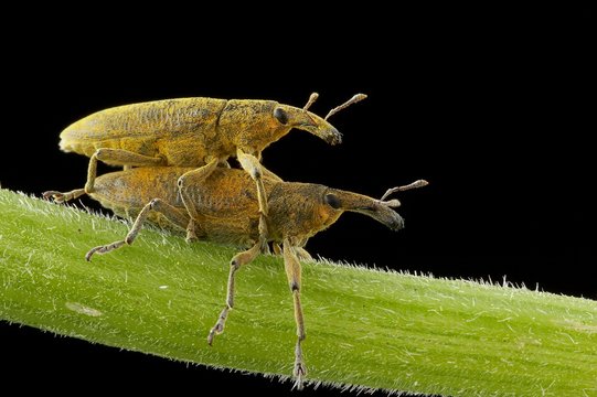 insectos fazem sexo sobre folha