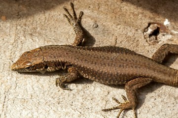 Lagartixa-da-madeira