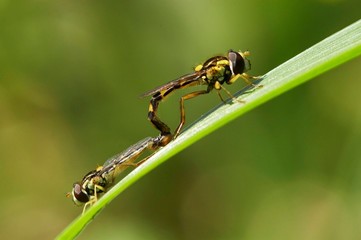 Macro de insecto sobre folha
