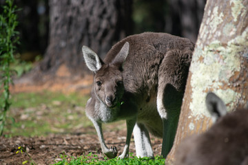 Kangaroo looking around the corner of a tree