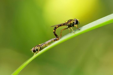Macro de insecto sobre folha